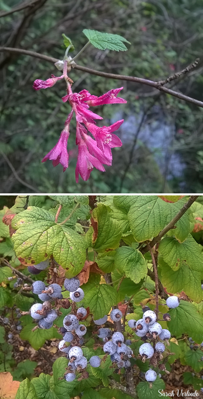 top: pink currant flowe
bottom: bluish currant berries