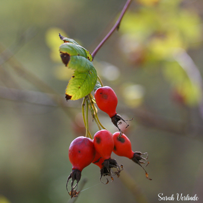 close up of red rose hips