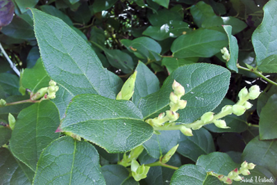 shiny green salal leaves