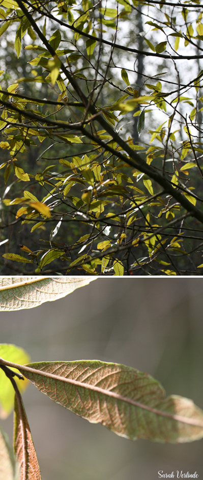 top: willow leaves
bottom: close up of veins in willow leaf