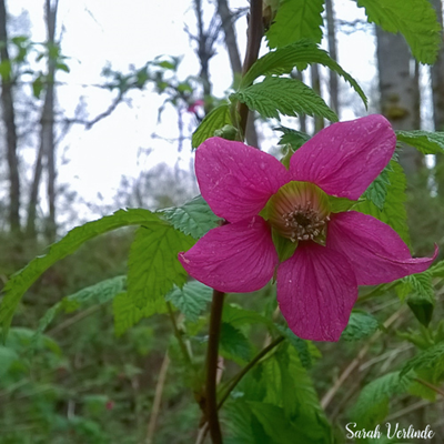 close up of pink salmonberry flower