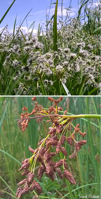 top: bulrush going to seed
bottom: wheat-like bulrush seed stalks