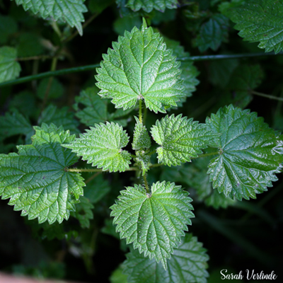 Nettle, plant