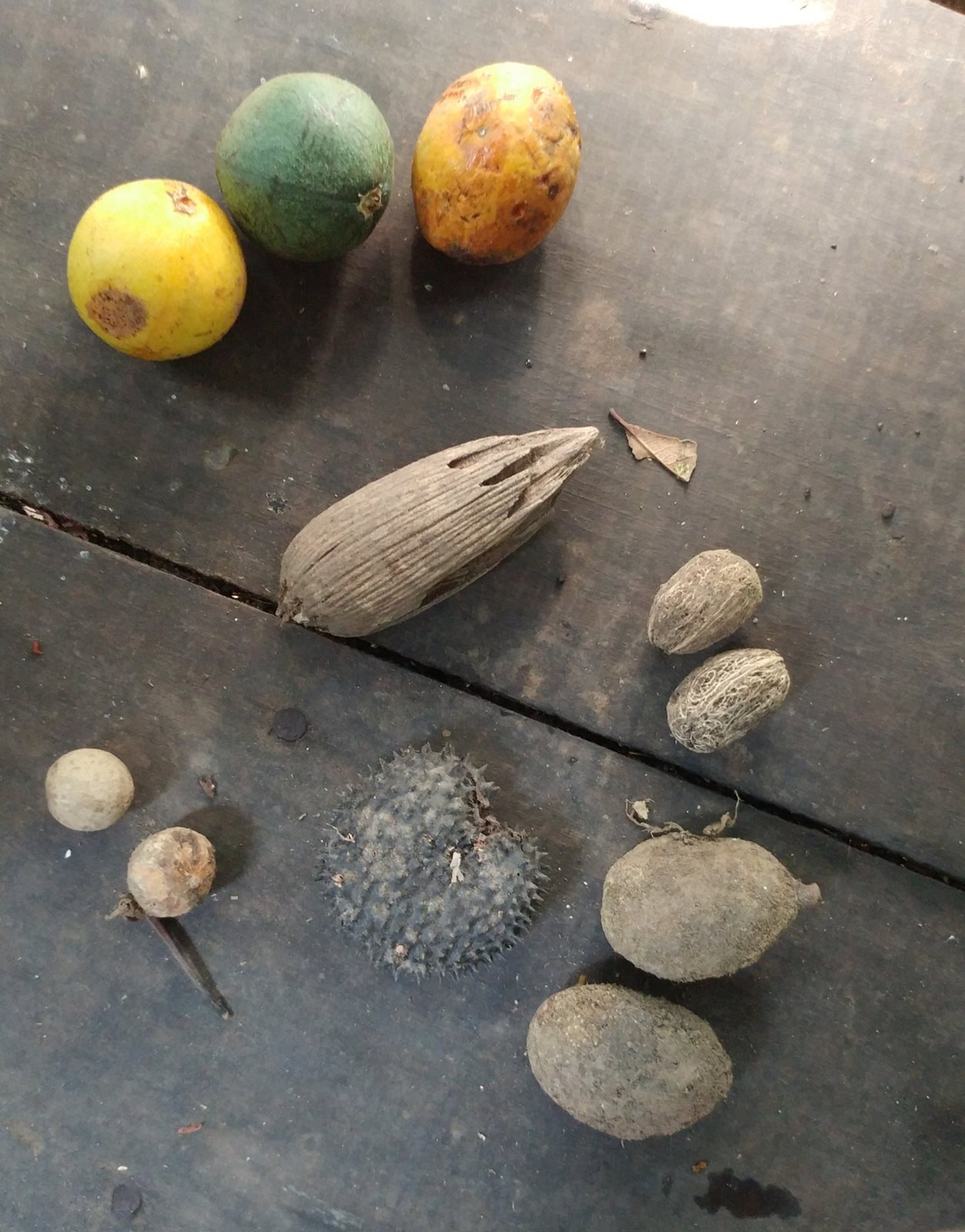 Three fruits and seeds