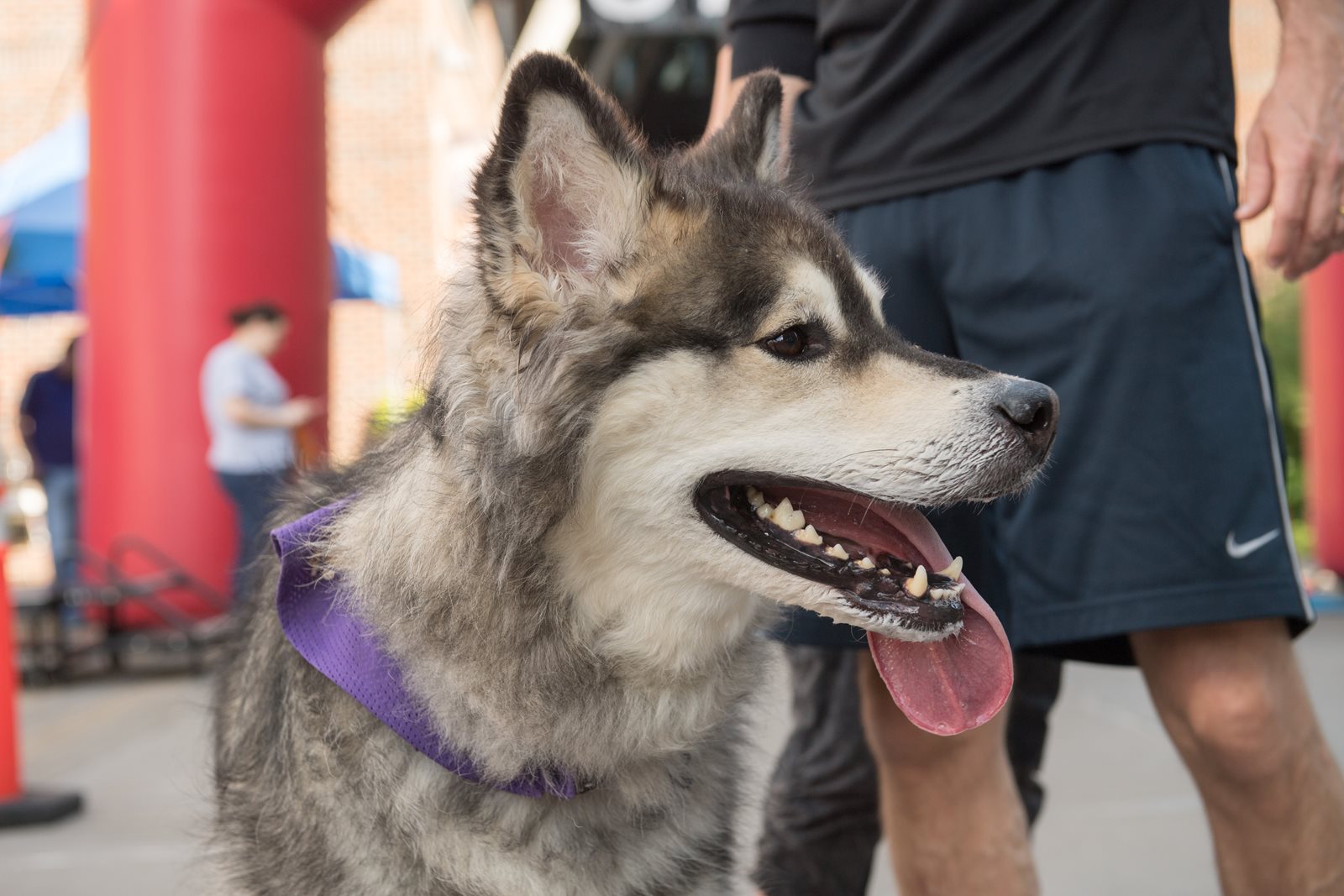 fun-loving-husky