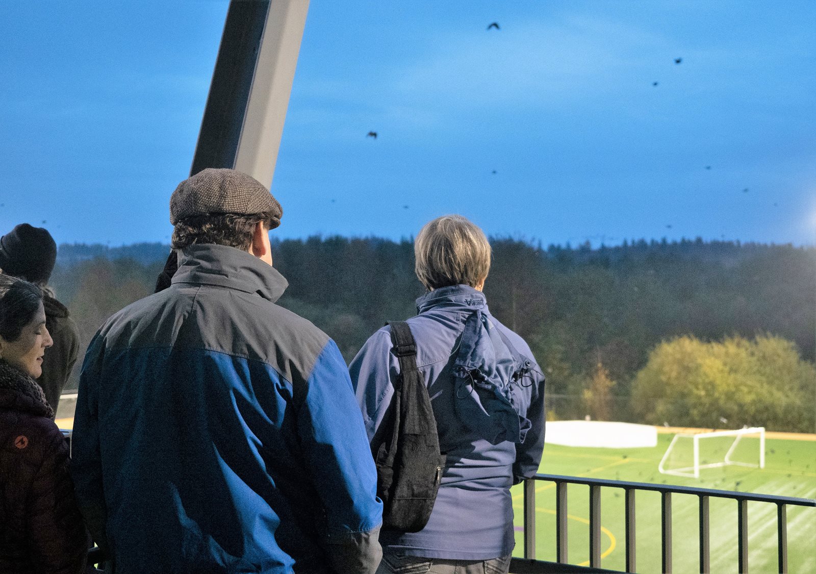 Crow watching