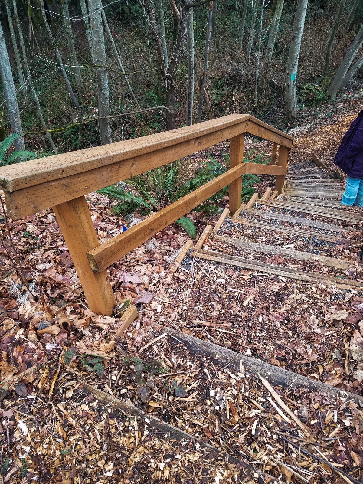 stairs into forest