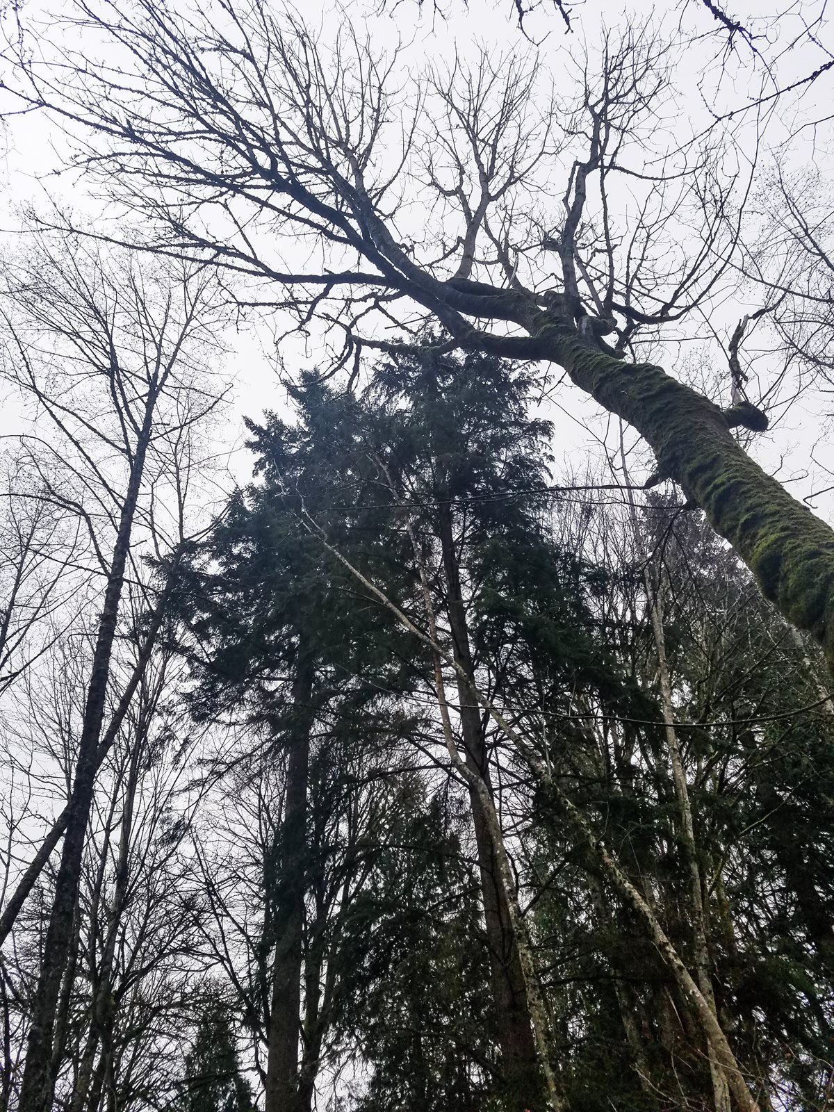 the forest canopy