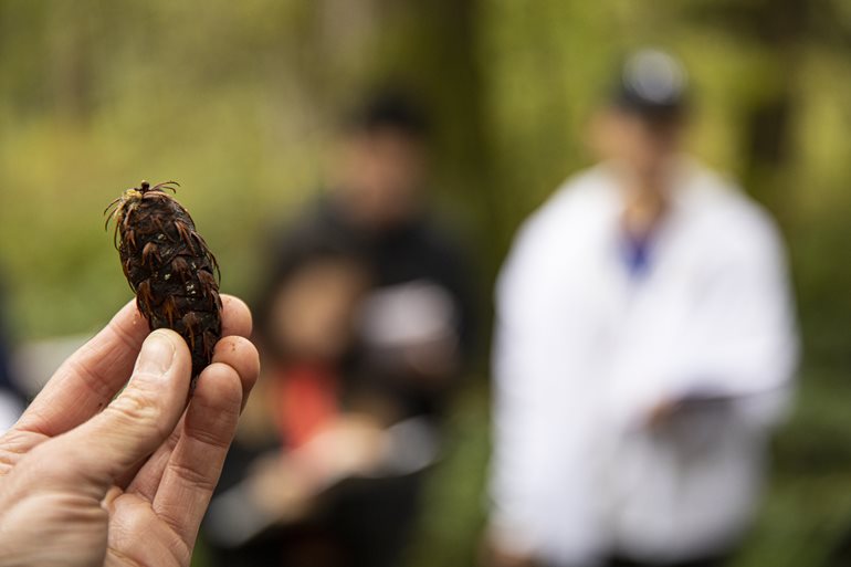 Examining a  pine cone.