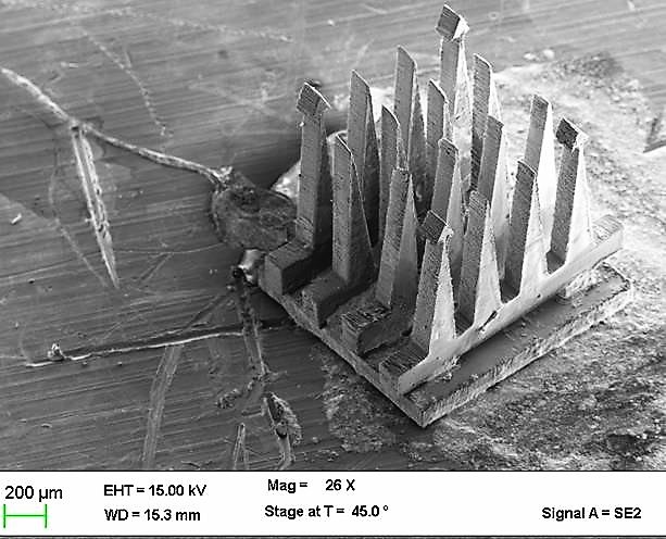 Scanning electron microcscope image