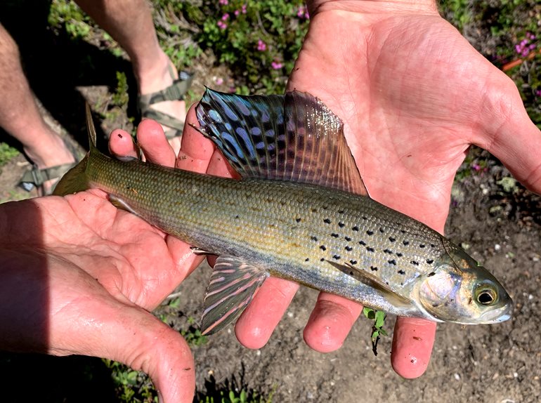 Arctic grayling