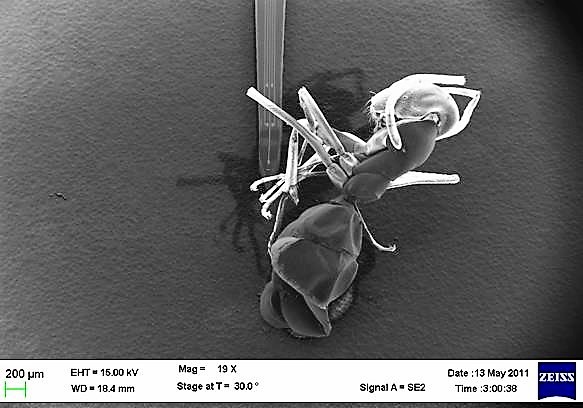 Scanning electron microscope image of an ant.