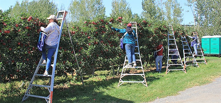 Farmworkers picking apples