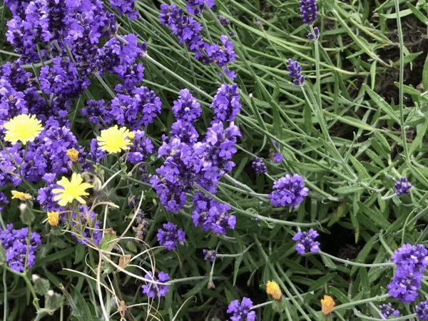 Bumblee flying around lavender