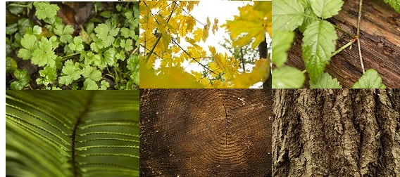 Collage of leaves and wood images.