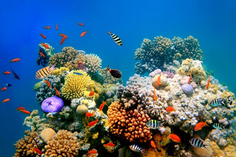 Fish swimming around coral reef.