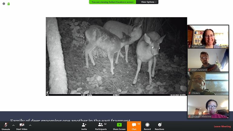 Screenshot of deer from presentation on wildlife study.