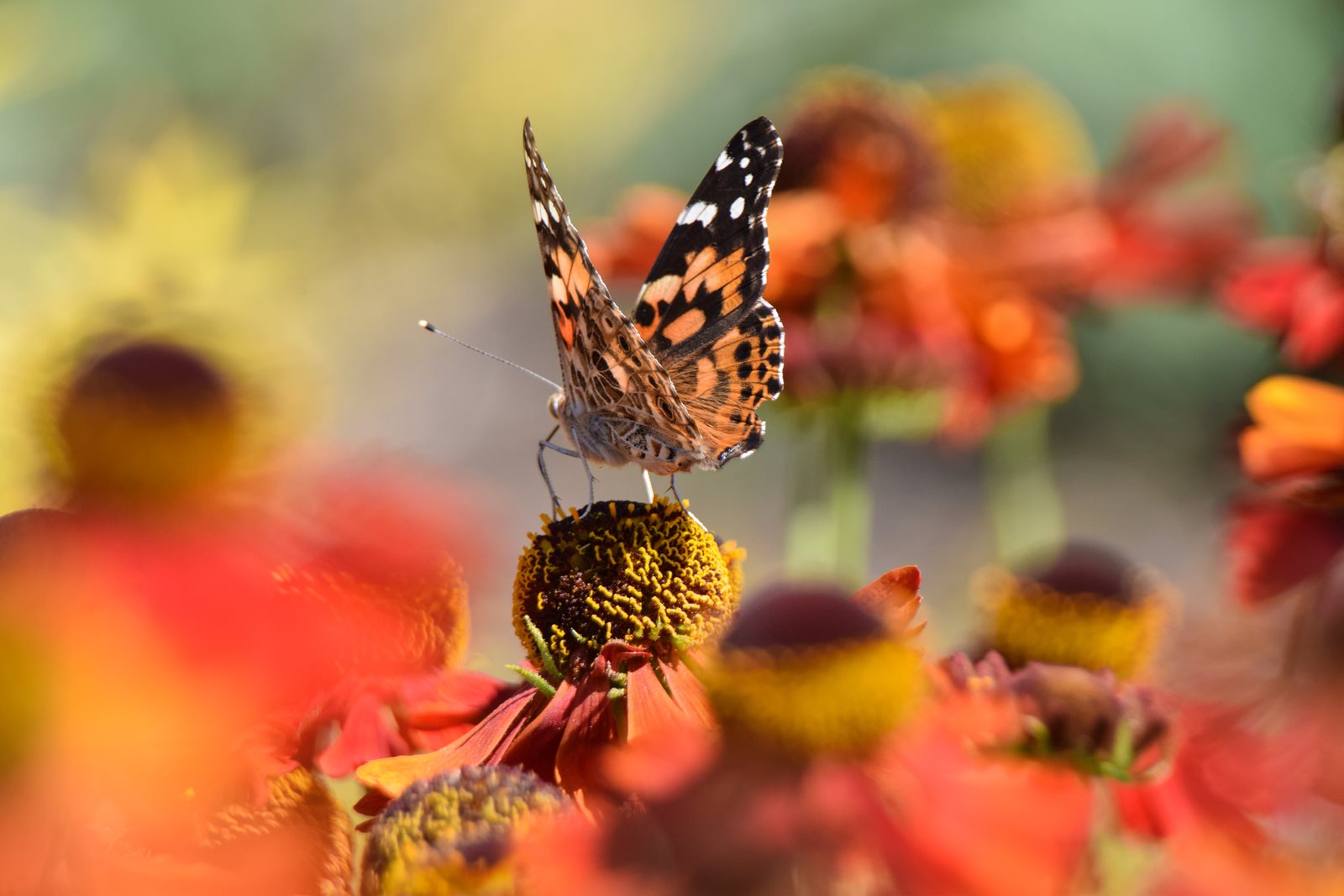 Butterfly on flower