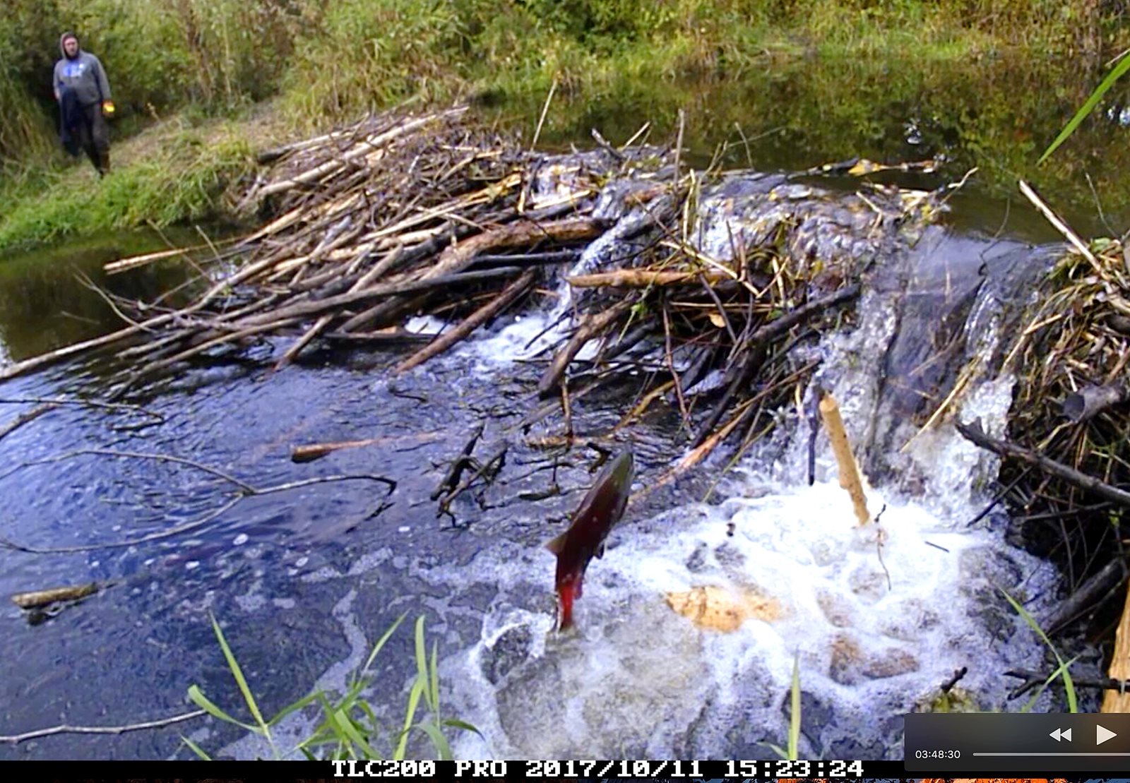 Salmon jumping at wetlands beaver dam.