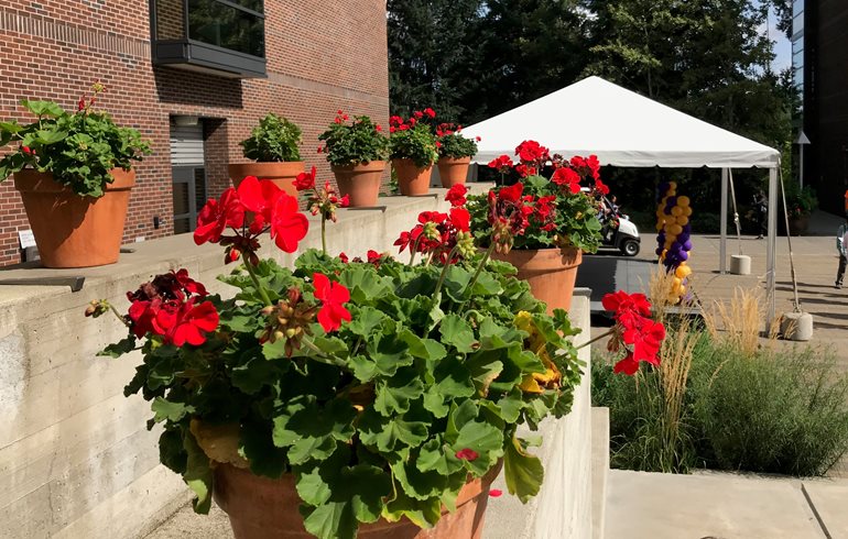 Potted geraniums on the Plaza.