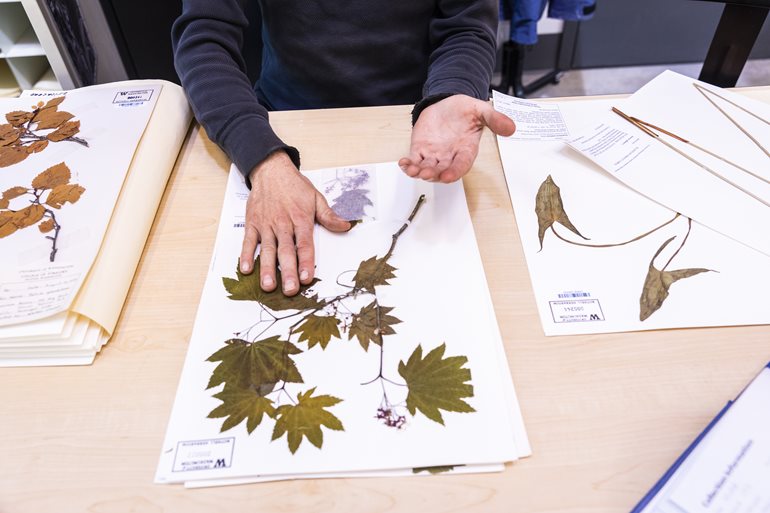 Herbarium plant.