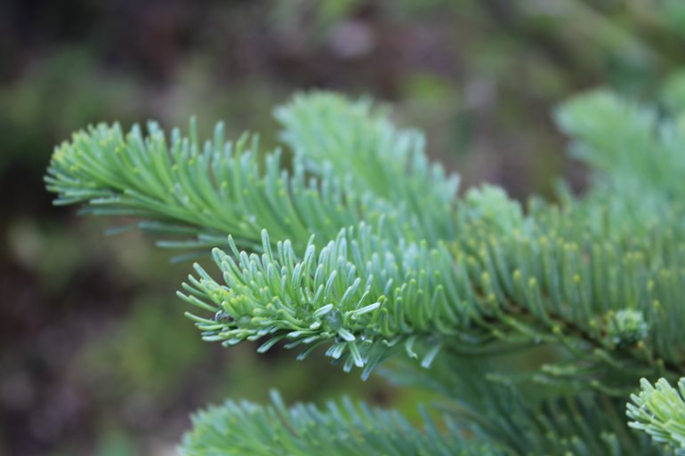 Noble fir branch