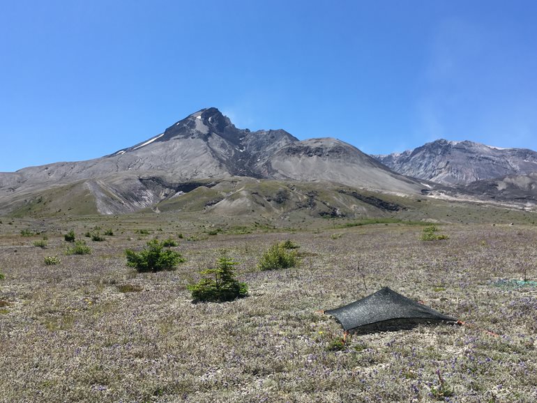 Research plots near volcano's crater.