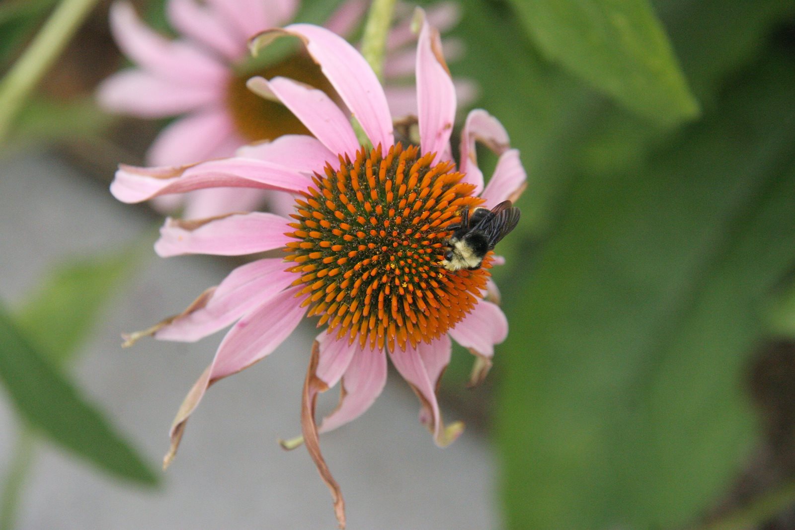 Bee on flower