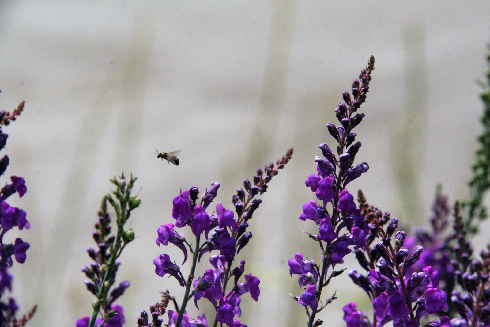 Bee in flight