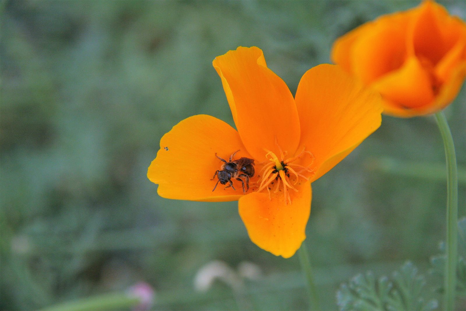 Bee on flower