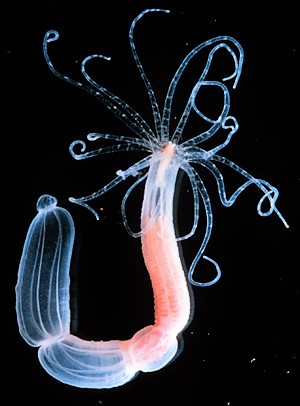  Sea anemone (Nematostella vectensis)