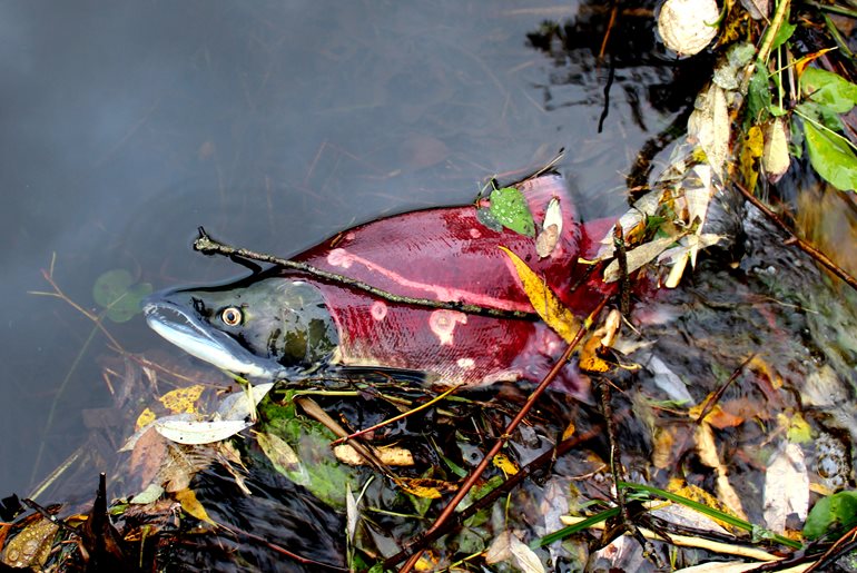 Sockeye in campus wetlands