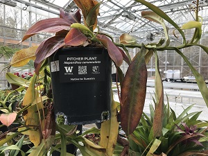 Pitcher plant in Conservatory greenhouse.