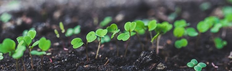 seedlings in soil