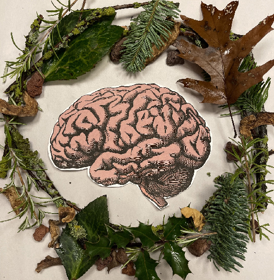Illustration of a brain surrounded by gatherings from nature such as leaves and pine branches, laid out in a circle.