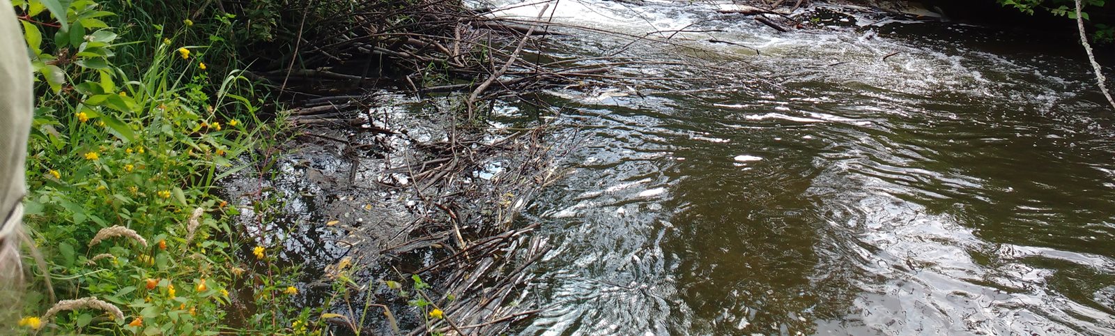 water flowing through wetlands