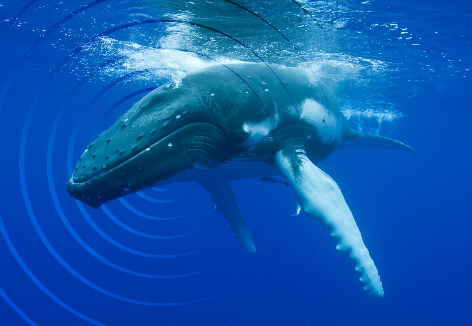 whale swimming in water with solar circles around it