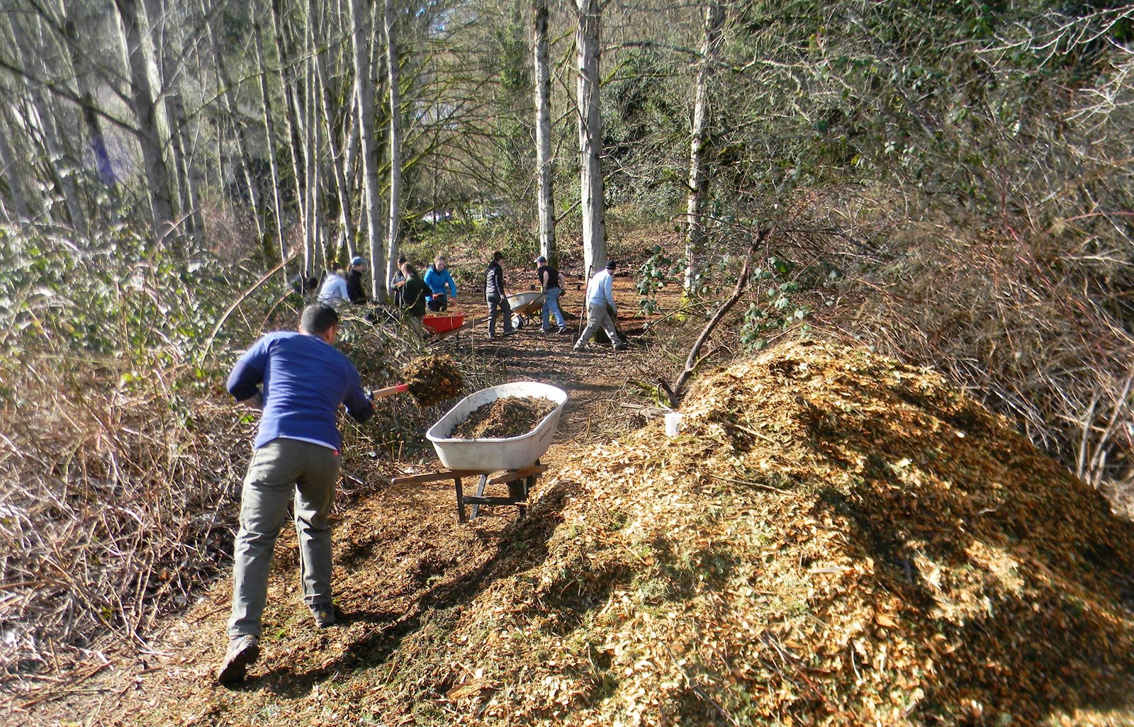 Forest cleanup work with wheelbarrow