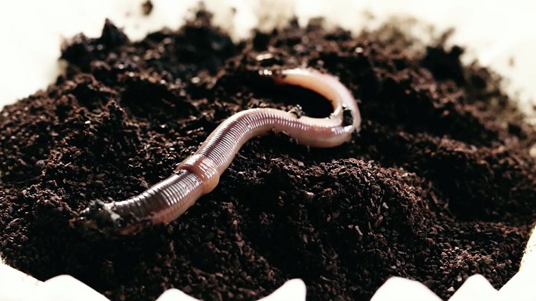 Still photo of worm from